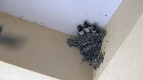 Swallow chicks open their mouths in anticipation of food Stock Footage 69013047