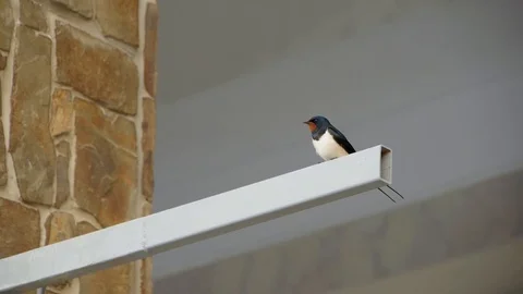 Swallow chirp average plan day moning Stock Footage 117844897