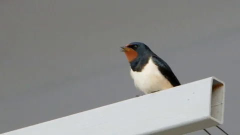 Swallow chirp close-up day moning Stock Footage 117844906