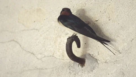 Swallow is cleaning itself Stock Footage 244976633