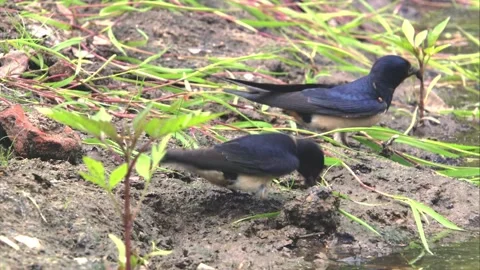 Swallow collecting building materials Stock Footage 244807732