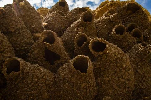 Swallow Colony Close Up Stock Photos
