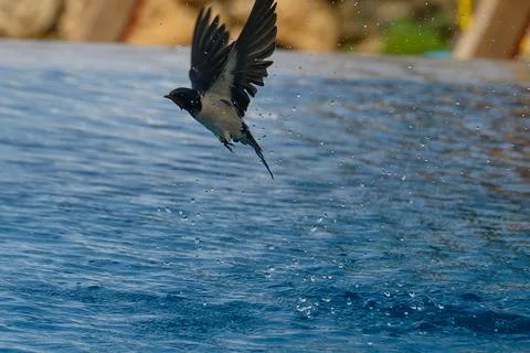 Swallow diving gracefully into the shimmering pool at sunset, capturing the.. Stock Photos