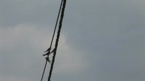 Swallow on electric cabel Stock Footage 836019