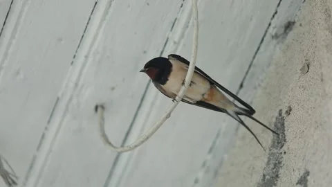 The swallow on the electric cable Stock Footage 236106349