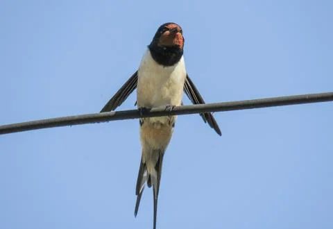 A swallow on an electrical wire Фото