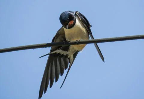 A swallow on an electrical wire 스톡 사진
