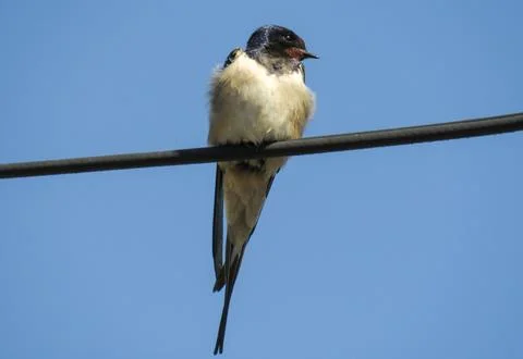 A swallow on an electrical wire Fotos Stock
