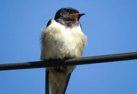 A swallow on an electrical wire Stock Photos