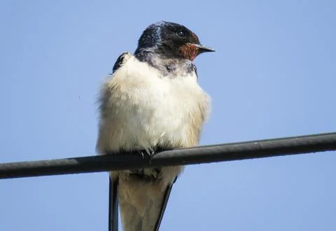 A swallow on an electrical wire Fotos Stock