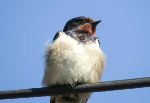 A swallow on an electrical wire Stock Photos