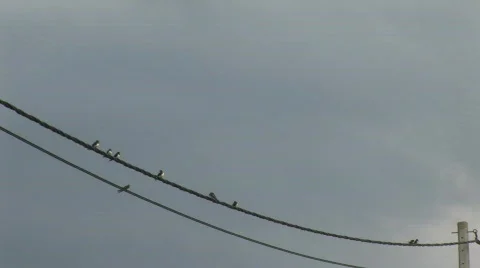 Swallow on electronic cable Stock Footage 836007