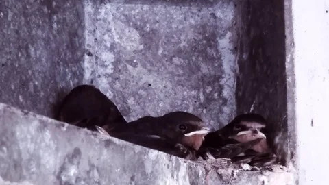 Swallow feed a young bird8 Stock Footage 97275861