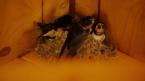 Swallow feeding chicks in the nest Stock Footage 55806427