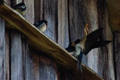 Swallow feeds its Chicks in flight Stock Photos