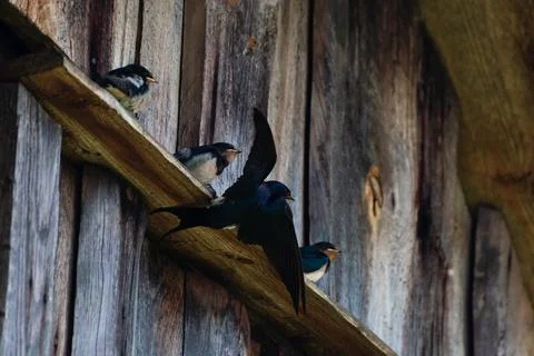 Swallow feeds its Chicks in flight Stock Photos