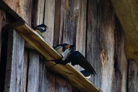 Swallow feeds its Chicks in flight Stock Photos