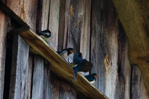 Swallow feeds its Chicks in flight Stock Photos