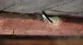 Swallow feeds its chicks in the nest HD Footage
