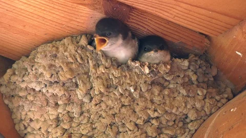 Swallow feeds two chicks in the nest Stock Footage 113362368