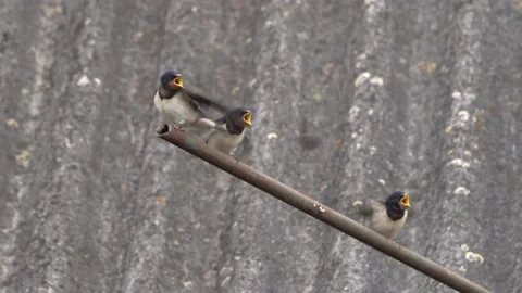 Swallow feeds young Chicks from its beak Stock Footage 169329404