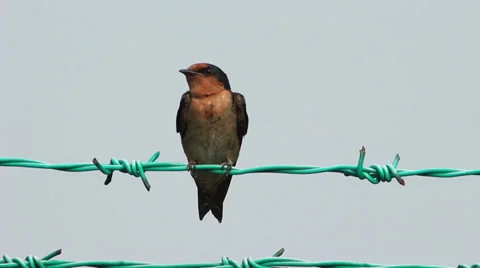 Swallow On The Fence 1 Stock Footage 34495441