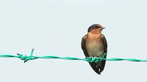 Swallow On The Fence 2 Stock Footage 34495531