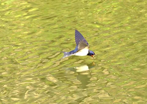 Swallow in flight over pond Stock Photos
