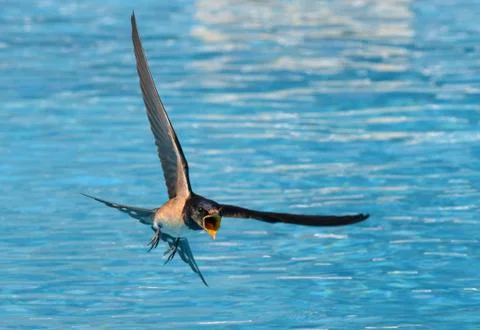Swallow in flight Stock Photos