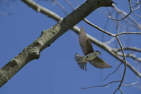 Swallow in flight Stock Photos