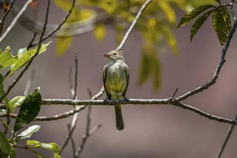 Swallow flycatcher perched on a tiny branch against defocused background, ... Foto stock