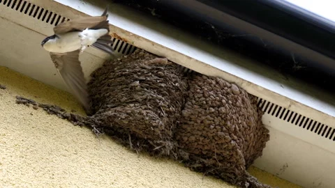 Swallow flying away from nest two chicks show up Vídeo Stock 240235690