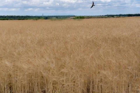 Swallow flying low and fast over a summer wheat field. Concept of freedom. Stock Photos