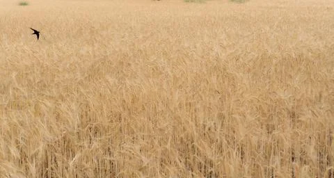 Swallow flying low and fast over a summer wheat field. Concept of freedom. Stock Photos