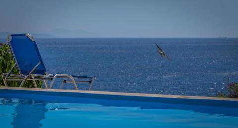 Swallow flying Stockfoto's