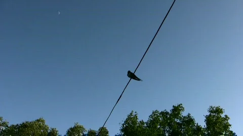 Swallow Stock Footage 856737