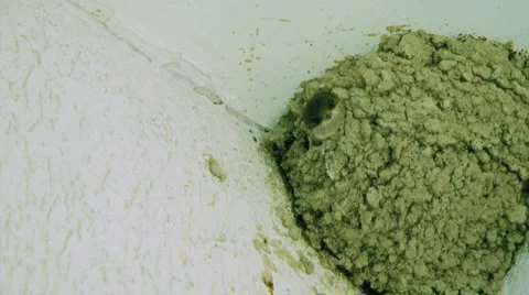 Swallow Stock Footage 3880425