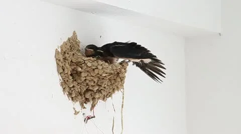 Swallow Stock Footage 10578567