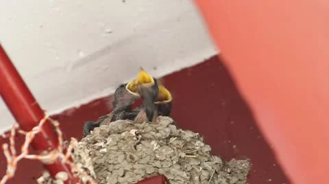 Swallow Stock Footage 10578573