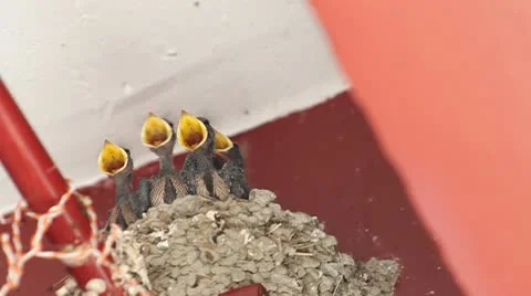 Swallow Stock Footage 10578577