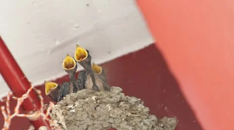 Swallow Stock Footage 10578613