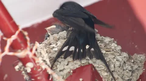 Swallow Stock Footage 10578677