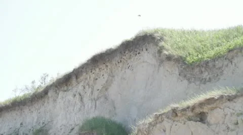 Swallow Stock Footage 11194652