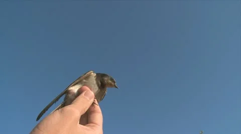 Swallow Stock Footage 20939421