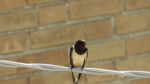 Swallow Stock Footage 94757133