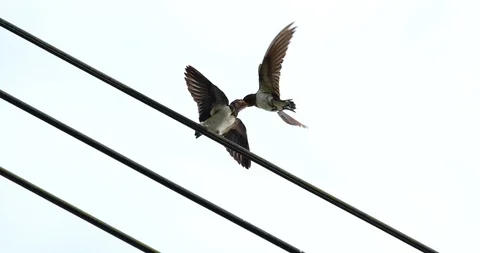 Swallow Stock Footage 102485483