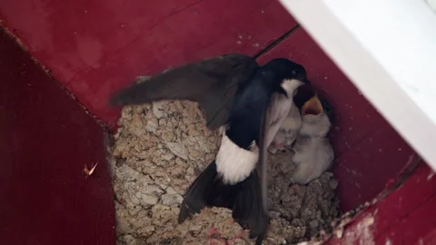 Swallow Stock Footage 201929197