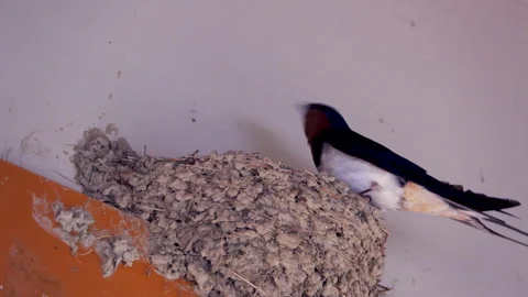 Swallow Stock-Footage 332203229
