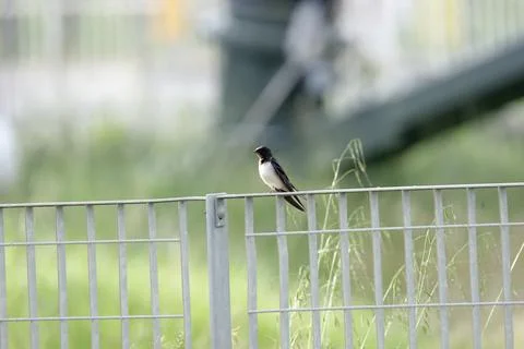Swallow in the garden Stock Photos