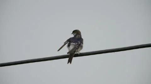 Swallow grooming its feathers on a wire Stock Footage 163673127